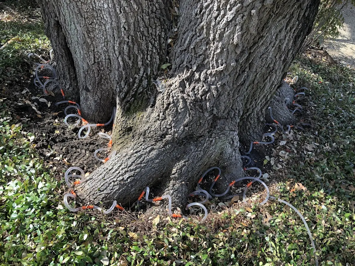 Detailed Tree Cabling and Bracing job site in Hiko