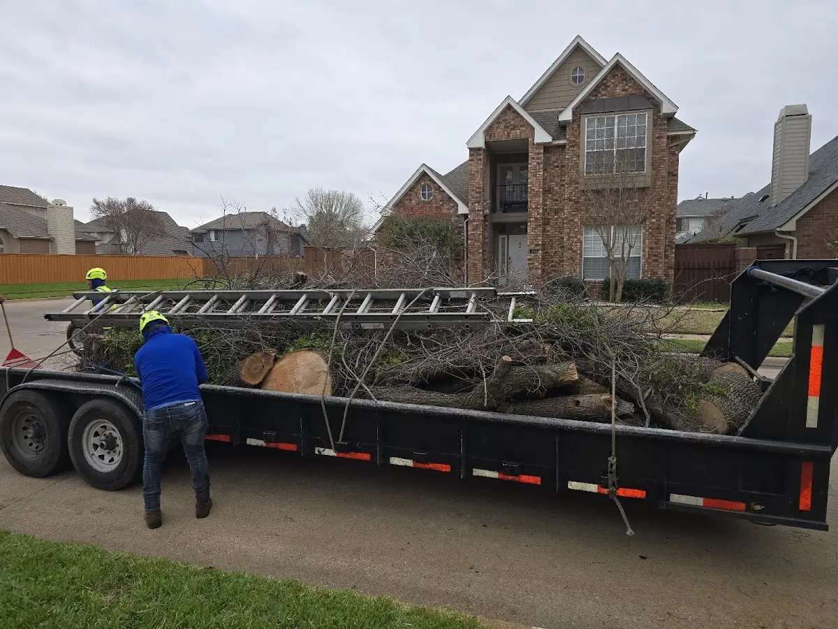 Expert Tree Pest Control with proper safety equipment in Hiko